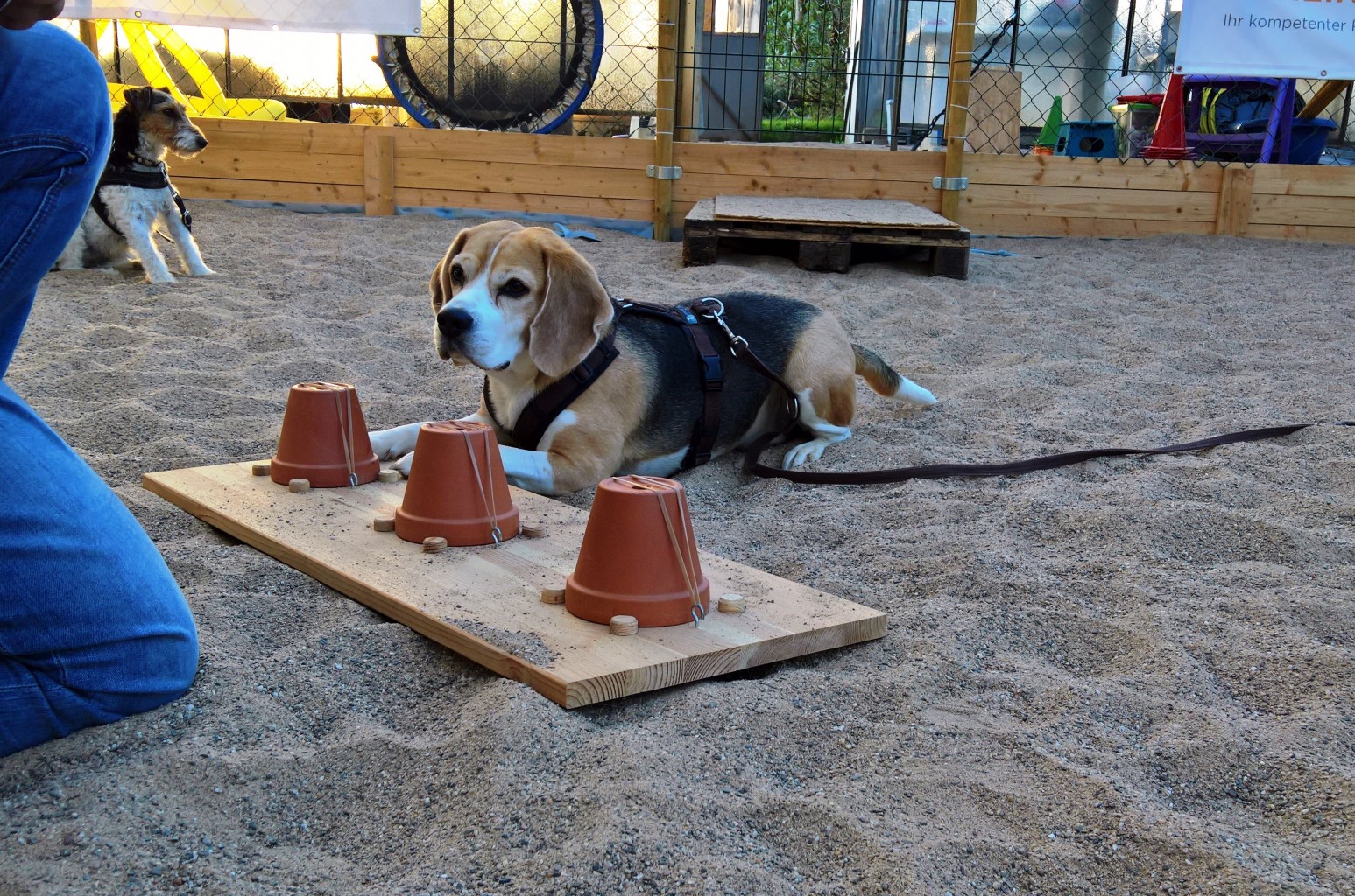 Beagle auf dem Trainingsgelände bei alltagsrelevanten Übungen