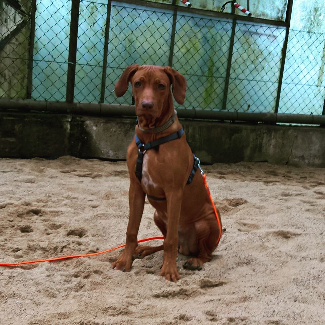 Hund sitzend mit Leine auf dem Trainingsgelände