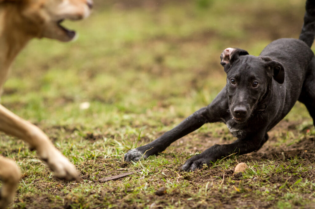 Zwei Hunde beim Spielen auf dem Feld