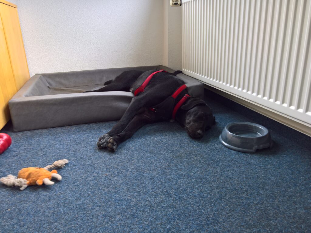 Hund liegt im Büro halb auf seinem Hundebett, halb auf dem blauen Teppich. Um ihn herum liegen Spielzeuge und ein Futternapf