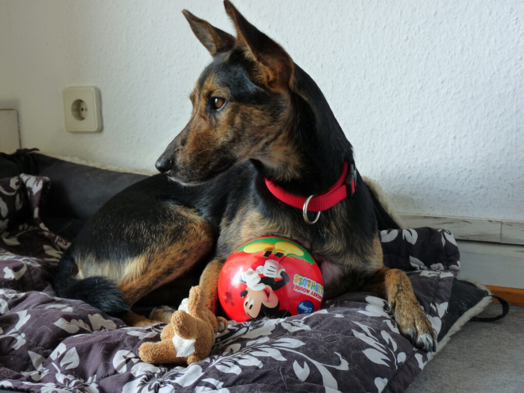 Schäferhund liegt auf seinem Hundebett und hat einen roten Ball vor sich
