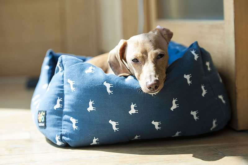 Hund liegt auf seinem blauen Hundebett