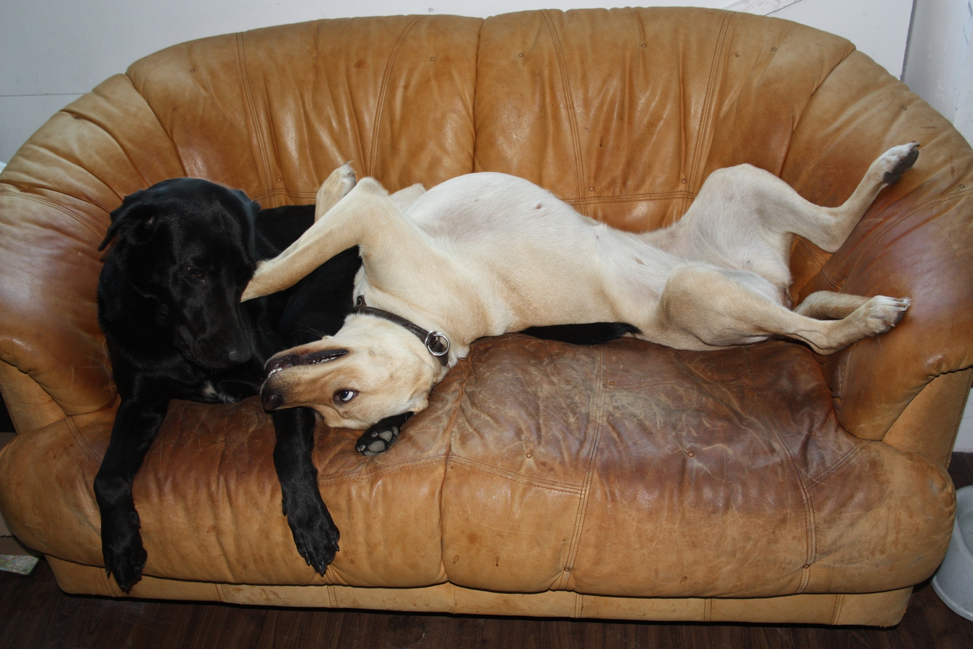 Zwei Labradore liegen auf alter brauner Ledercouch und spielen miteinander