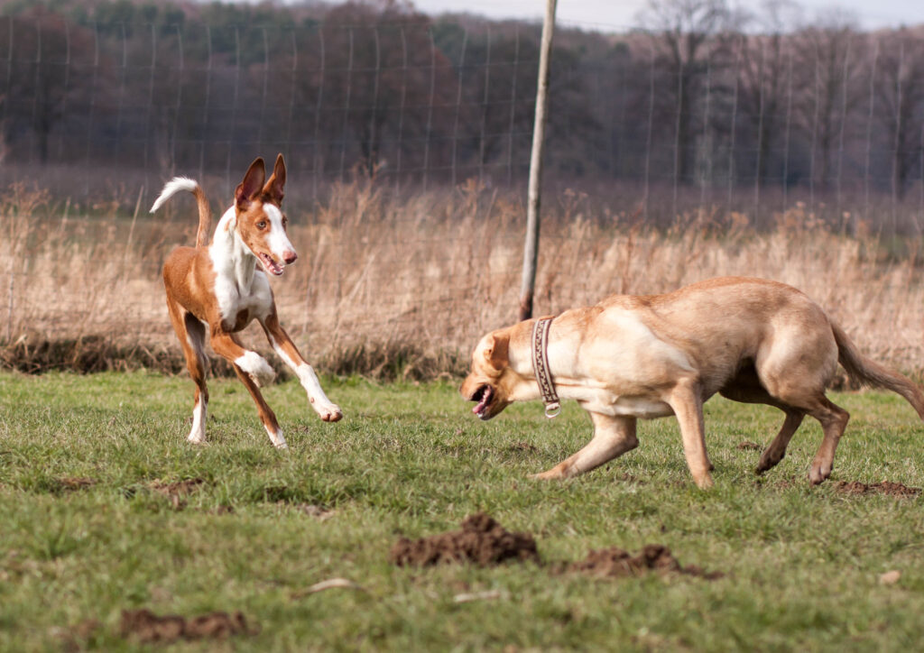 Zwei Hunde tollen auf der Wiese miteinander