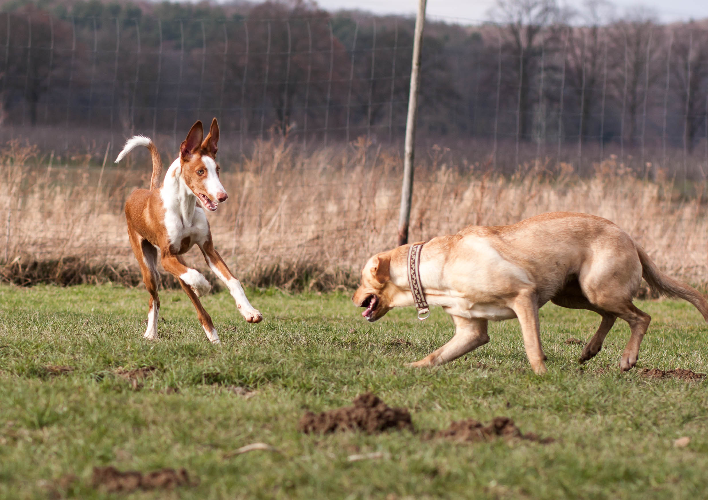 Zwei Hunde tollen auf der Wiese miteinander