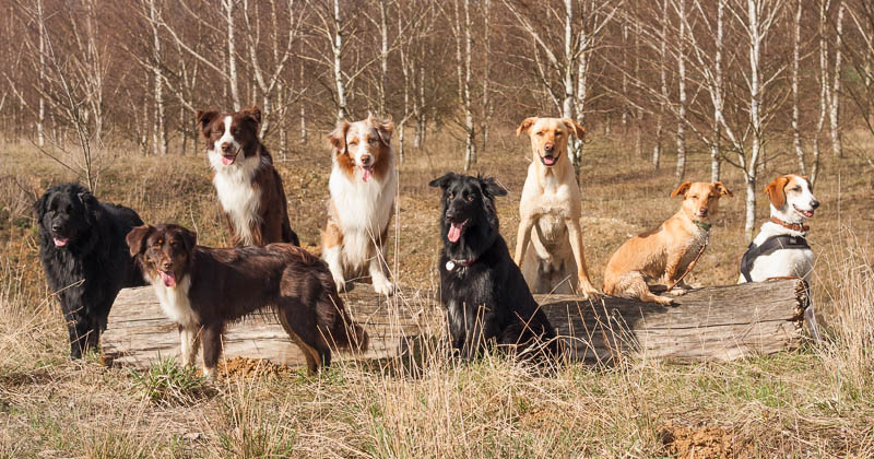 8 Hunde posieren im Wald vor und auf einem Baumstamm