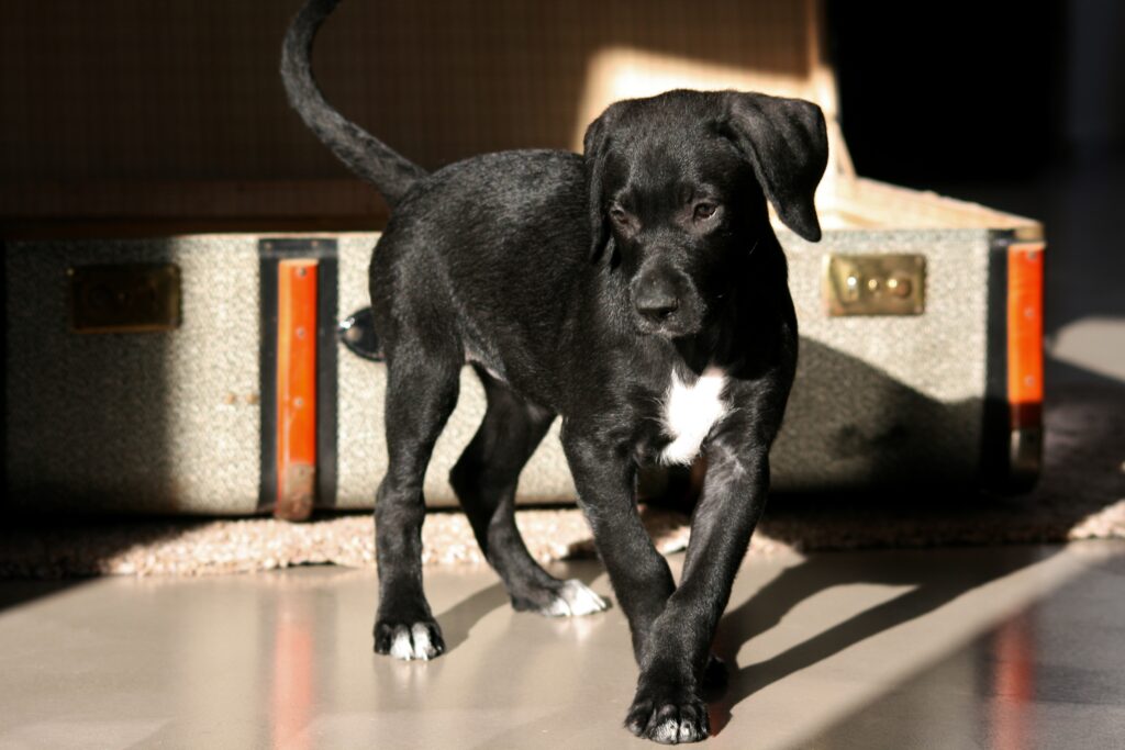 Welpe mit altem Koffer im Hintergrund