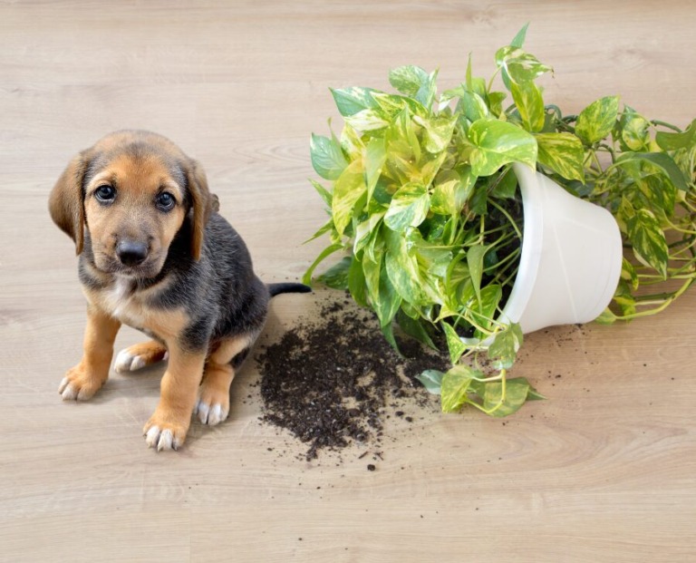 Welpe sitzt auf dem Boden neben runtergefallenem Blumentopf und guckt traurig