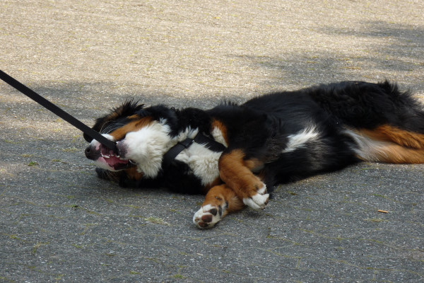 Berner Sennenhund Welpe liegt auf dem Boden und beißt in seine Leine