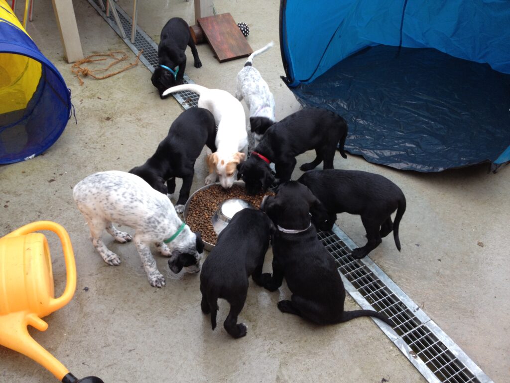 8 Hundewelpen beim gemeinsamen Fressen auf dem Trainingsgelände