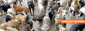 Tierschutzhunde