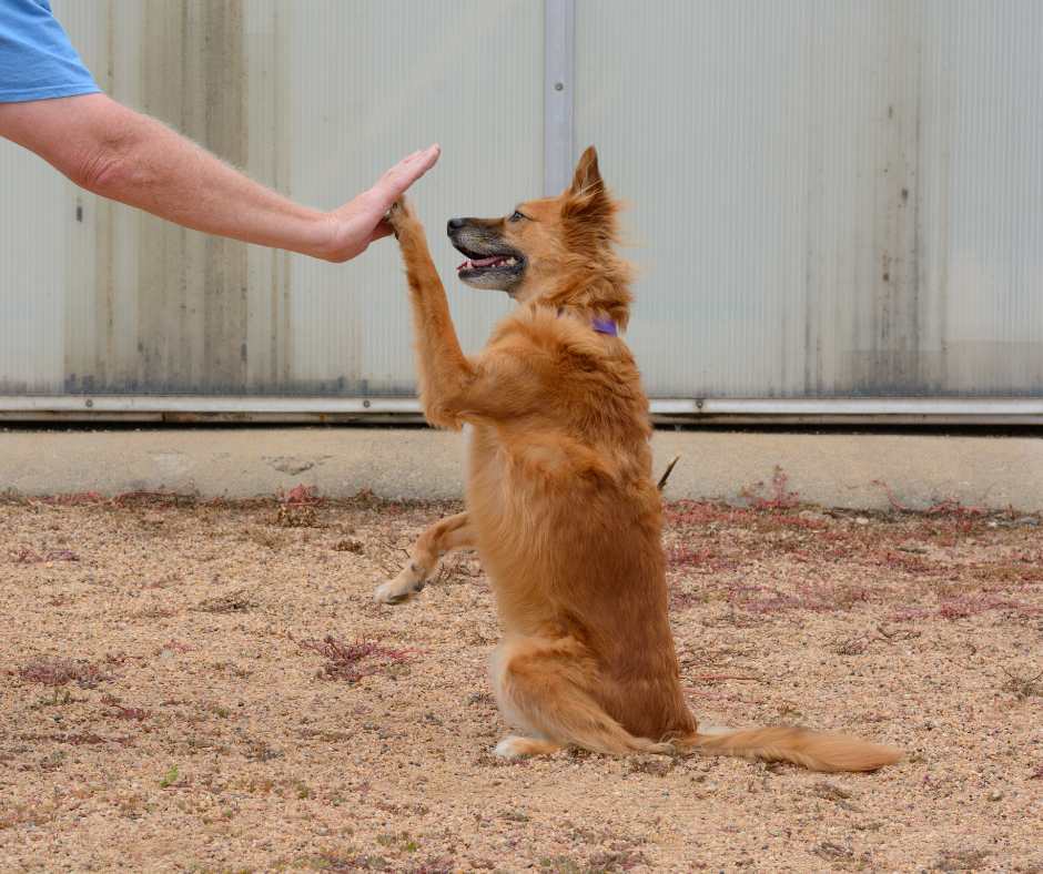 Hund gibt seinem Menschen einin High five