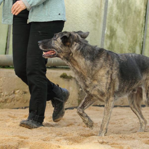 Hund übt Führung mit seinem Frauchen