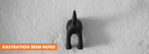 Kastration beim Hund
