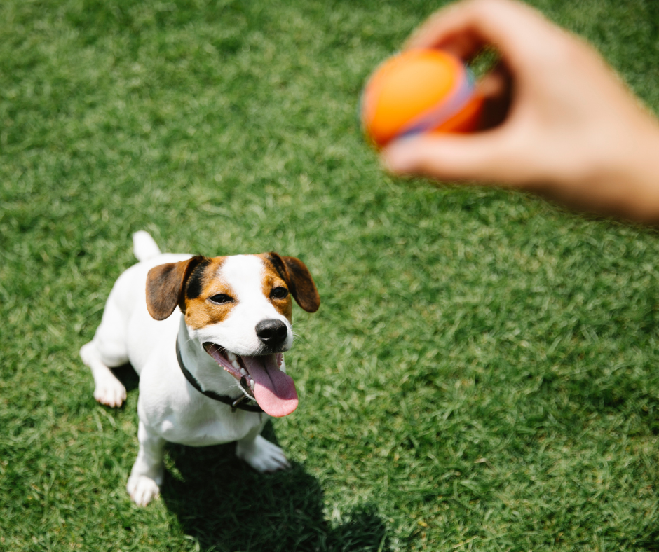 Jack Russel Terrier auf grüner Wiese fokussiert Ball den sein Mensch in der Hand hält