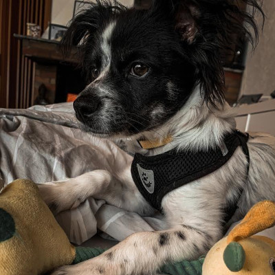 Bild von Hund Sammy. Silke und Jürgen berichten über ihre Erfahrungen in der Hundeschule