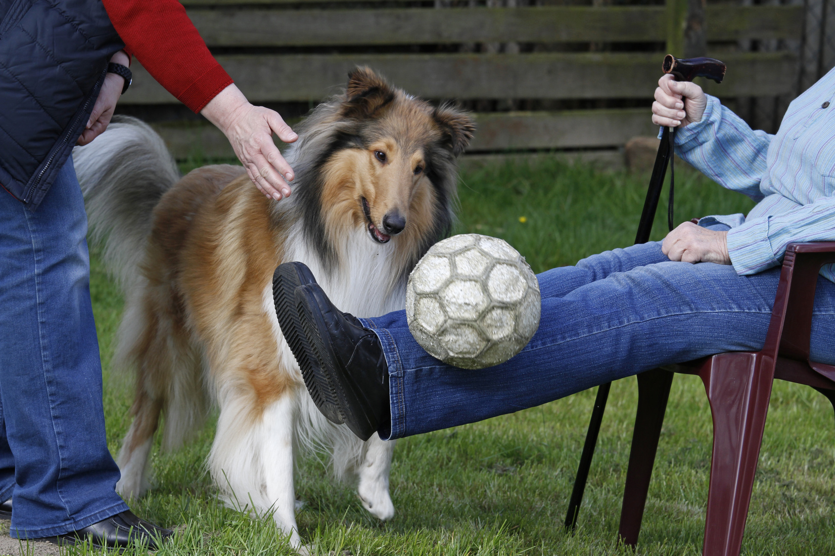 Collie arbeitet als Therapiehund mit älteren Menschen