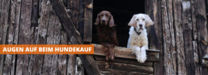 Welpenkauf beim Züchter oder Tierschutzhund?